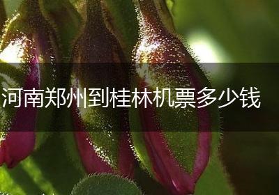 河南郑州到桂林机票多少钱