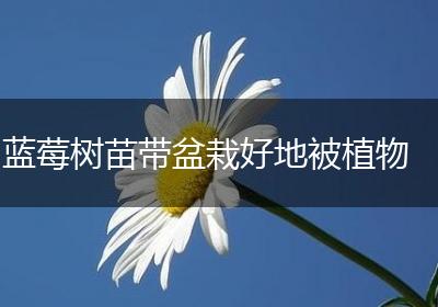 蓝莓树苗带盆栽好地被植物