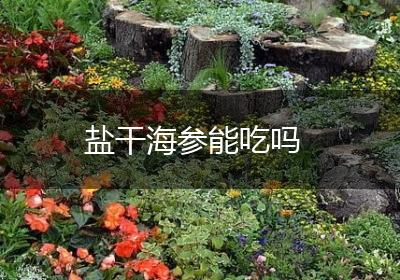 盐干海参能吃吗