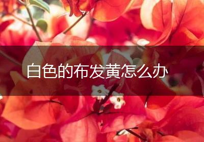 白色的布发黄怎么办