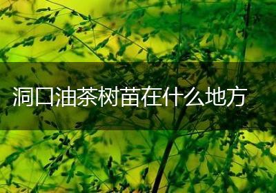 洞口油茶树苗在什么地方