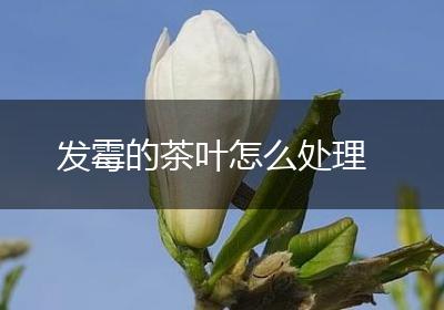 发霉的茶叶怎么处理
