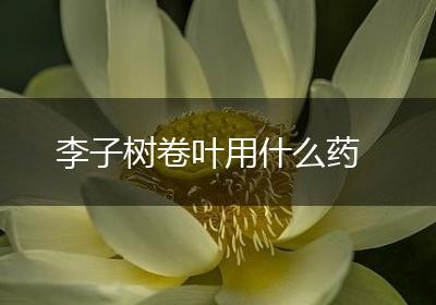 李子树卷叶用什么药