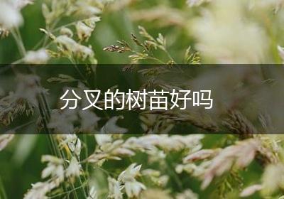 分叉的树苗好吗