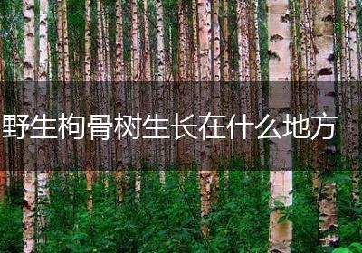 野生枸骨树生长在什么地方