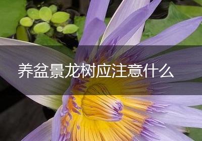养盆景龙树应注意什么