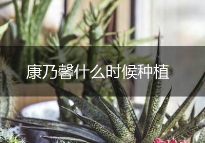 康乃馨什么时候种植