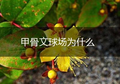 甲骨文球场为什么