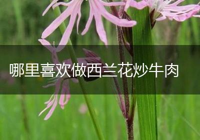哪里喜欢做西兰花炒牛肉