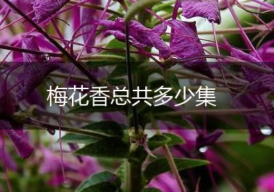 梅花香总共多少集