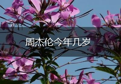 周杰伦今年几岁