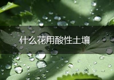 什么花用酸性土壤