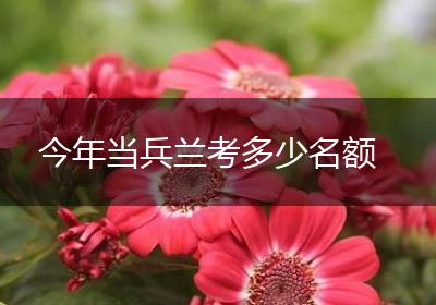 今年当兵兰考多少名额
