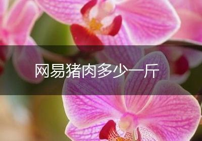 网易猪肉多少一斤
