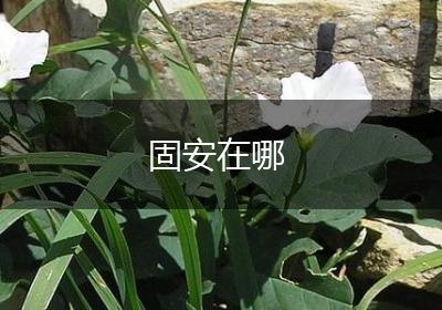固安在哪