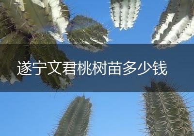 遂宁文君桃树苗多少钱