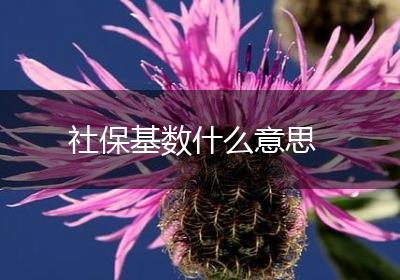 社保基数什么意思