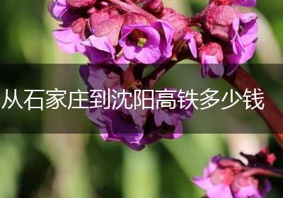 从石家庄到沈阳高铁多少钱