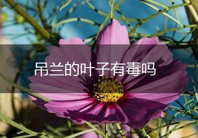 吊兰的叶子有毒吗