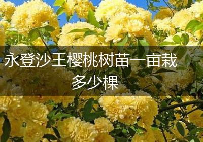 永登沙王樱桃树苗一亩栽多少棵