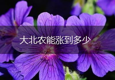 大北农能涨到多少