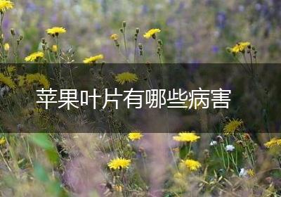 苹果叶片有哪些病害