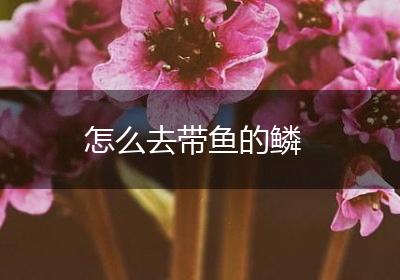 怎么去带鱼的鳞