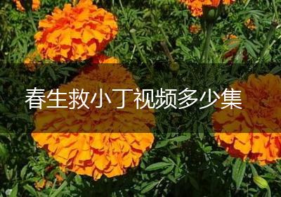 春生救小丁视频多少集