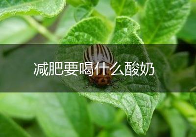 减肥要喝什么酸奶