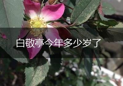 白敬亭今年多少岁了