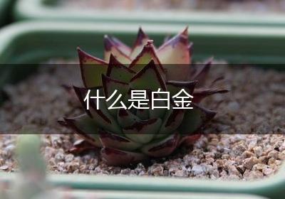 什么是白金