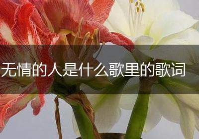 无情的人是什么歌里的歌词