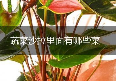 蔬菜沙拉里面有哪些菜