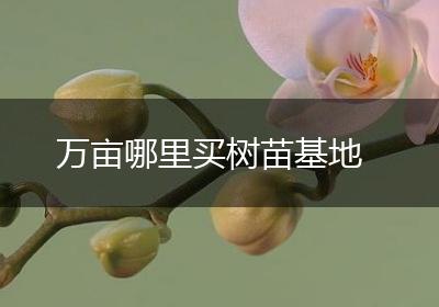 万亩哪里买树苗基地