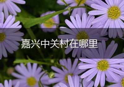 嘉兴中关村在哪里