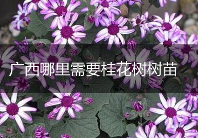 广西哪里需要桂花树树苗