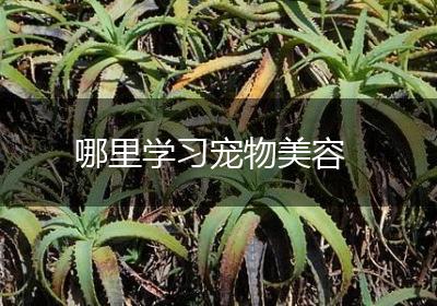 哪里学习宠物美容