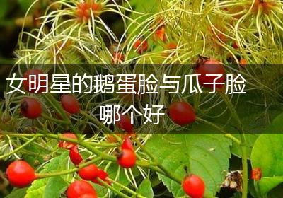 女明星的鹅蛋脸与瓜子脸哪个好