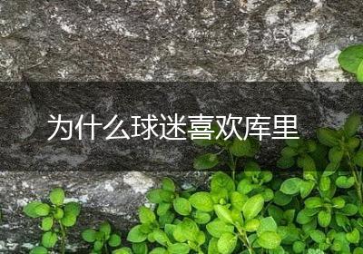 为什么球迷喜欢库里