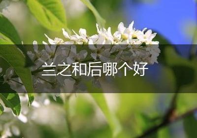兰之和后哪个好
