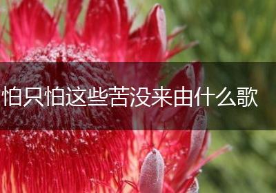 怕只怕这些苦没来由什么歌