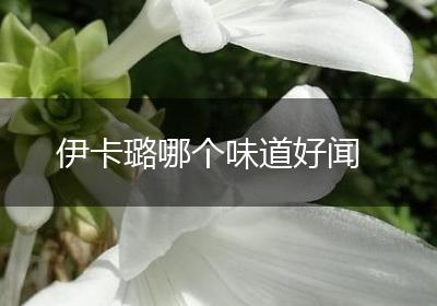 伊卡璐哪个味道好闻