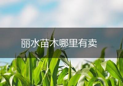 丽水苗木哪里有卖