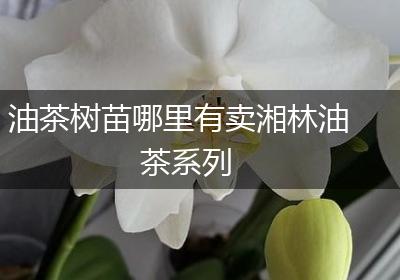 油茶树苗哪里有卖湘林油茶系列
