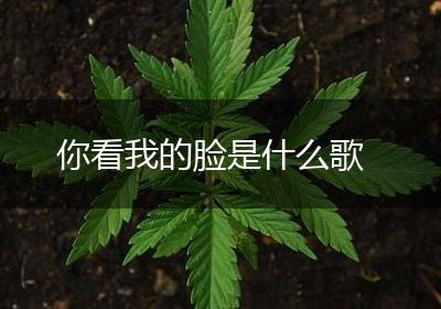 你看我的脸是什么歌