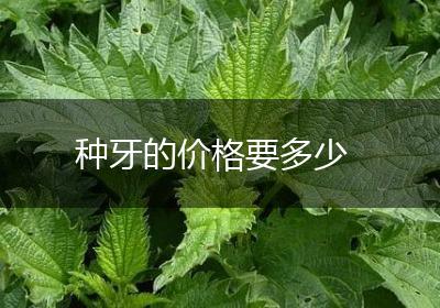 种牙的价格要多少