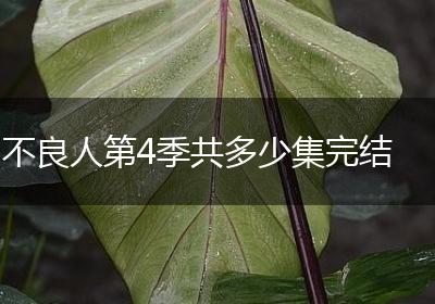 不良人第4季共多少集完结
