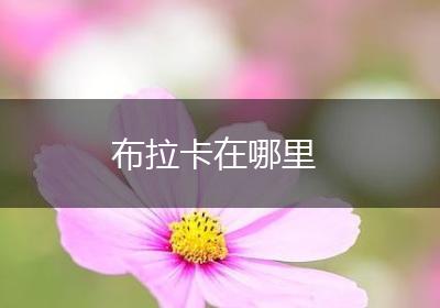 布拉卡在哪里