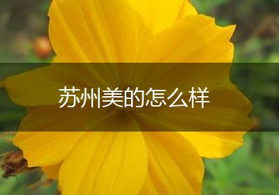 苏州美的怎么样