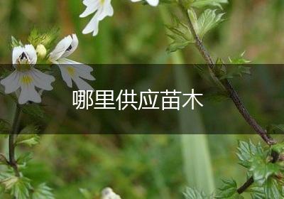 哪里供应苗木
